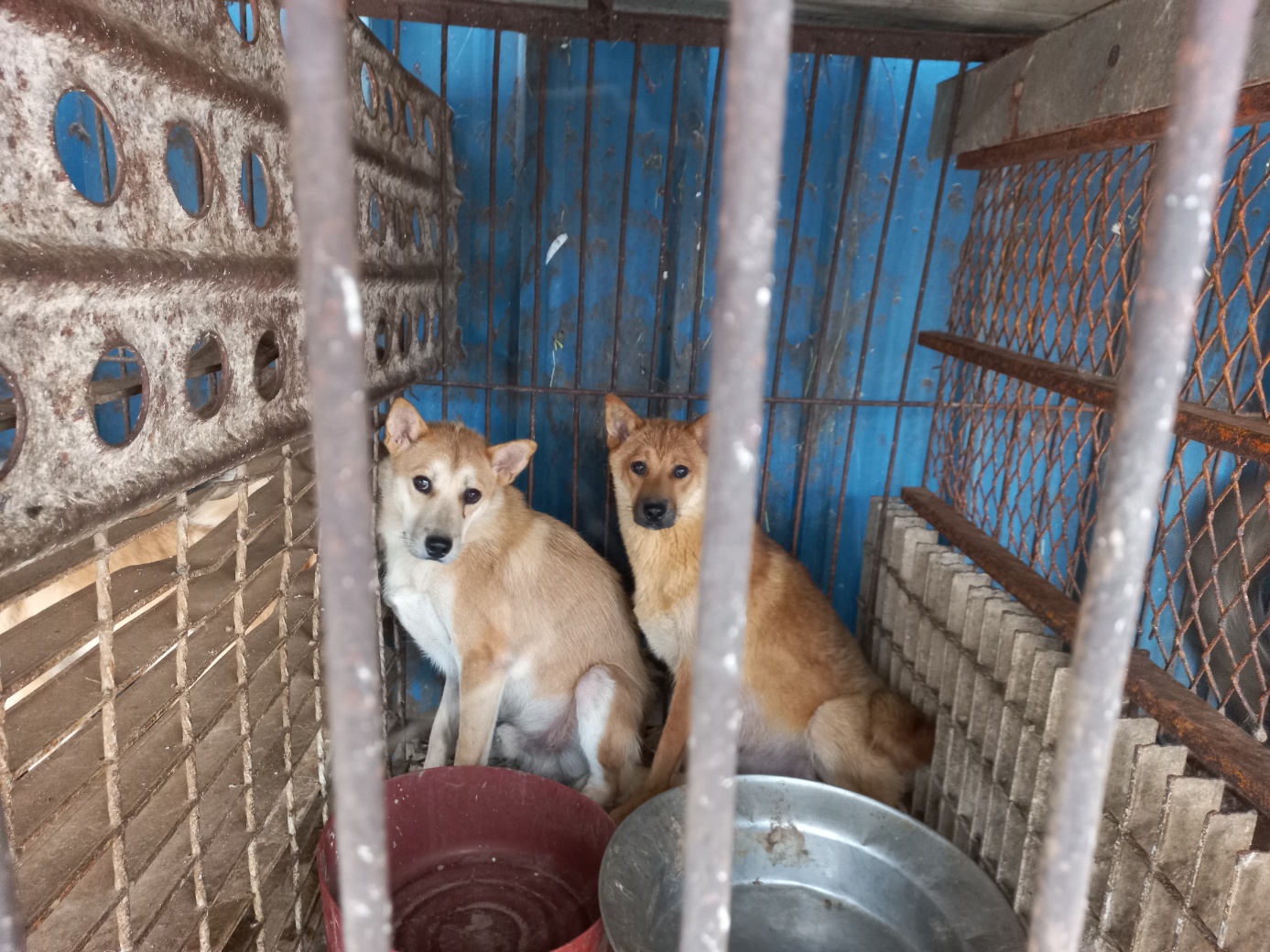 완주군유기동물보호소_445472202300268